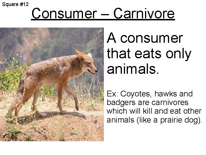 What Kind Of Consumer Is A Coyote
