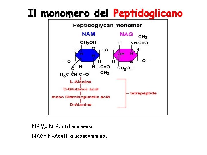 Il monomero del Peptidoglicano NAM= N-Acetil muramico NAG= N-Acetil glucosoammina, 