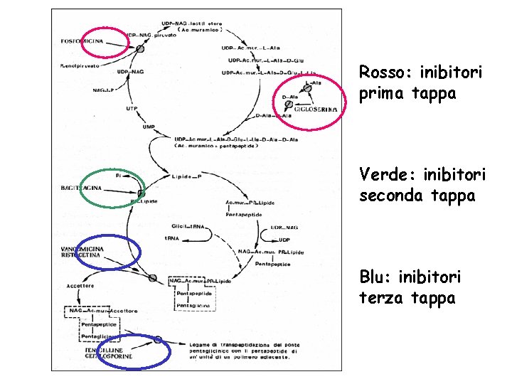 Rosso: inibitori prima tappa Verde: inibitori seconda tappa Blu: inibitori terza tappa 