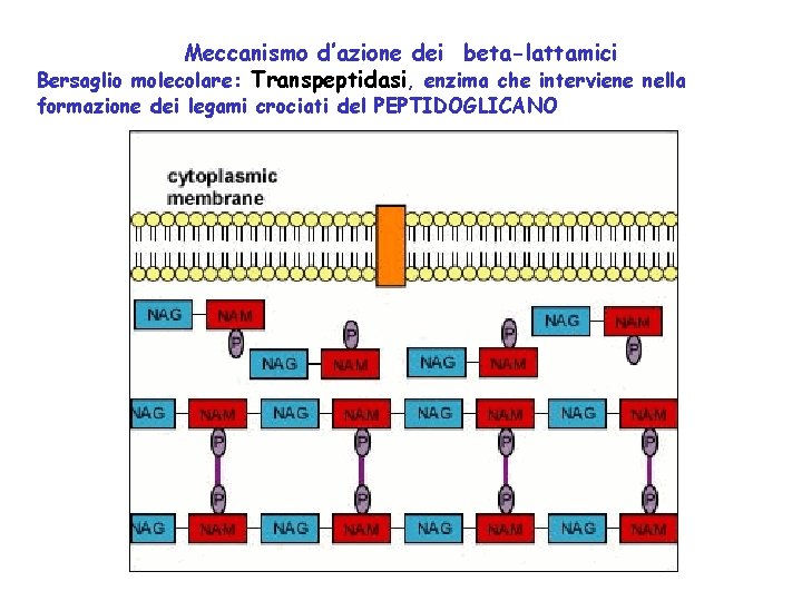 Meccanismo d’azione dei beta-lattamici Bersaglio molecolare: Transpeptidasi, enzima che interviene nella formazione dei legami