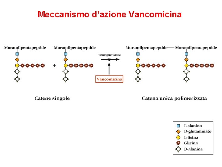 Meccanismo d’azione Vancomicina 