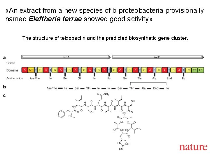  «An extract from a new species of b-proteobacteria provisionally named Eleftheria terrae showed