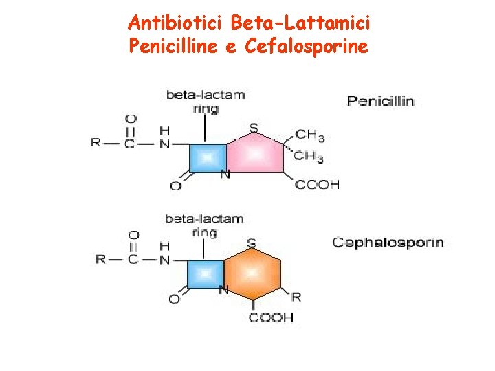 Antibiotici Beta-Lattamici Penicilline e Cefalosporine 