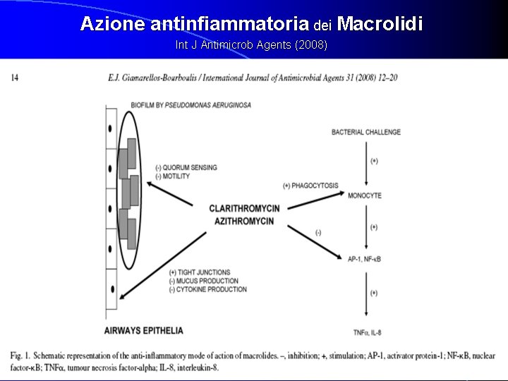 Azione antinfiammatoria dei Macrolidi Int J Antimicrob Agents (2008) 