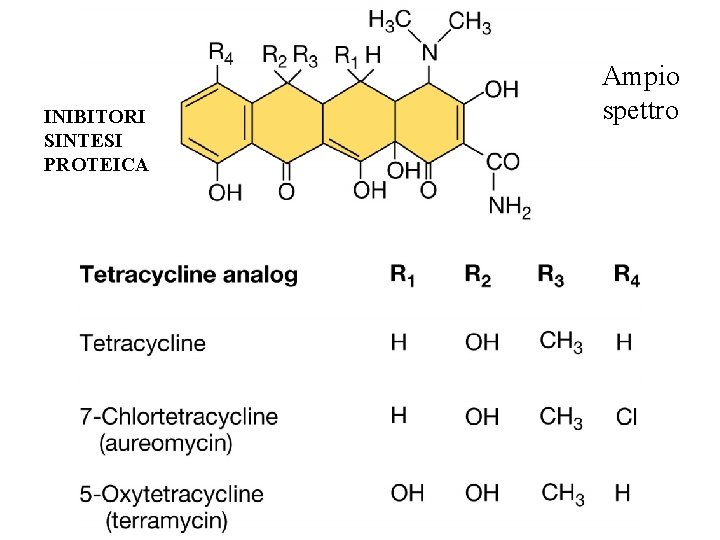 INIBITORI SINTESI PROTEICA Ampio spettro 