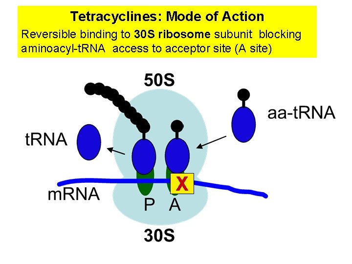 Tetracyclines: Mode of Action Reversible binding to 30 S ribosome subunit blocking aminoacyl-t. RNA