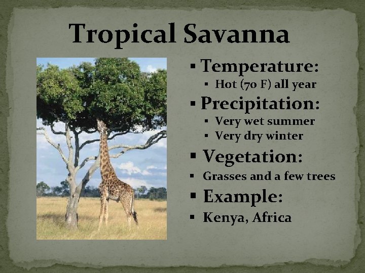 Tropical Savanna § Temperature: § Hot (70 F) all year § Precipitation: § Very