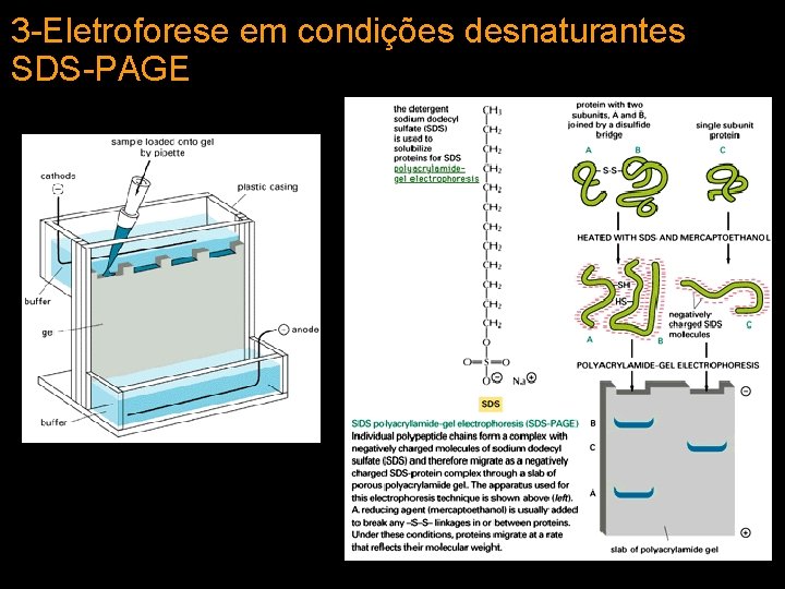 3 -Eletroforese em condições desnaturantes SDS-PAGE 