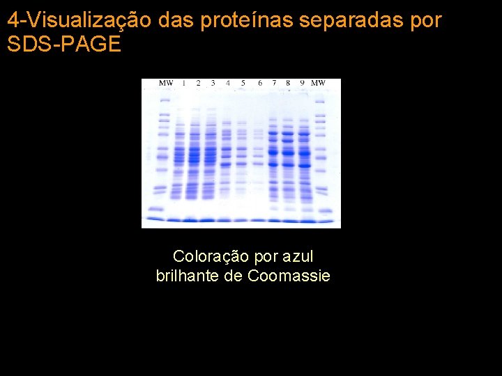 4 -Visualização das proteínas separadas por SDS-PAGE Coloração por azul brilhante de Coomassie 