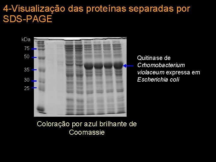 4 -Visualização das proteínas separadas por SDS-PAGE k. Da 75 50 Quitinase de Crhomobacterium