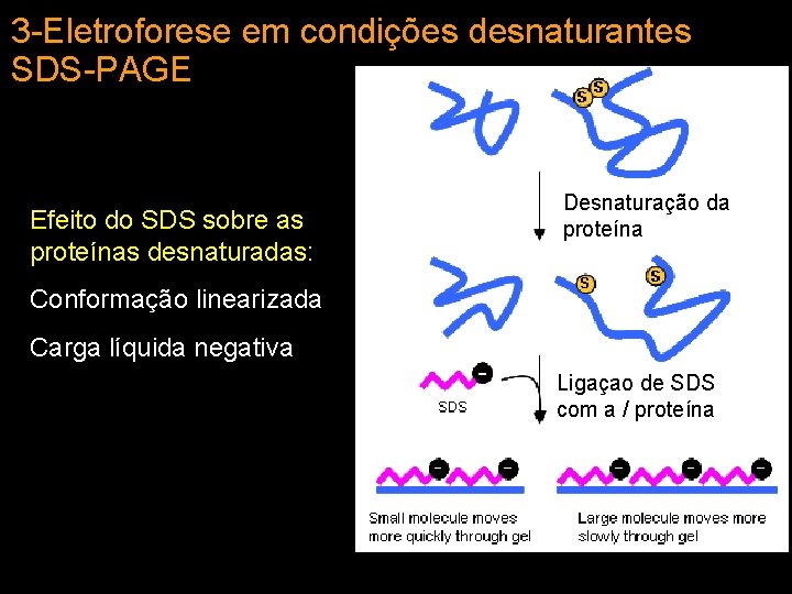3 -Eletroforese em condições desnaturantes SDS-PAGE Efeito do SDS sobre as proteínas desnaturadas: Desnaturação