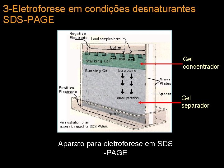 3 -Eletroforese em condições desnaturantes SDS-PAGE Gel concentrador Gel separador Aparato para eletroforese em