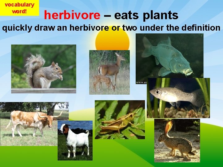 vocabulary word! herbivore – eats plants quickly draw an herbivore or two under the