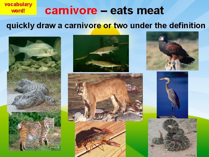 vocabulary word! carnivore – eats meat quickly draw a carnivore or two under the