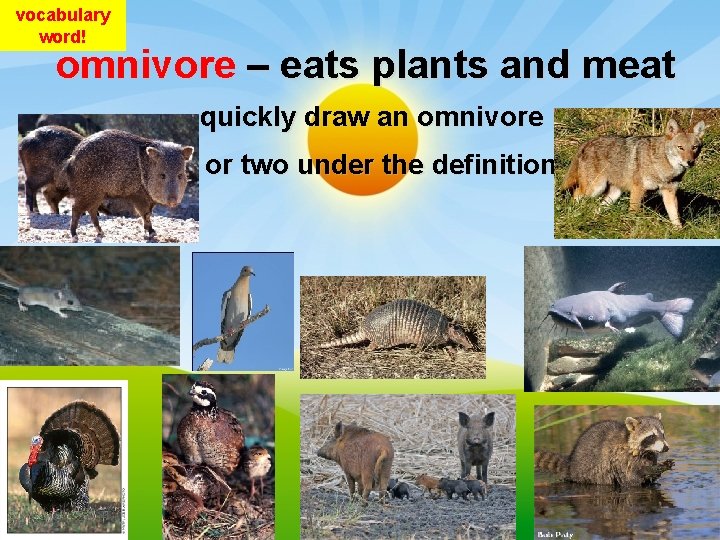 vocabulary word! omnivore – eats plants and meat quickly draw an omnivore or two