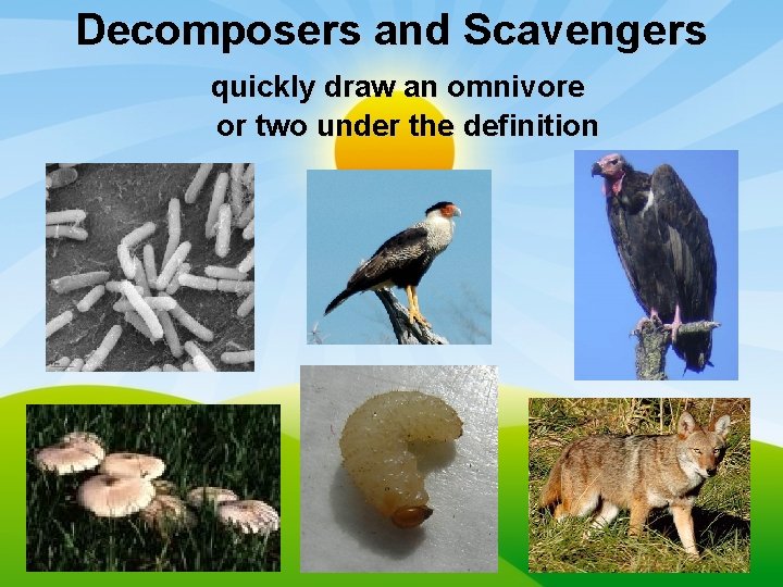 Decomposers and Scavengers quickly draw an omnivore or two under the definition 