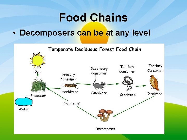 Food Chains • Decomposers can be at any level 