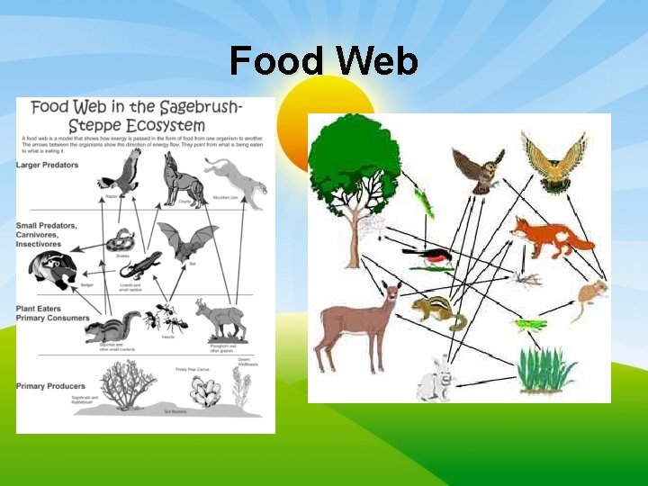 Food Web 