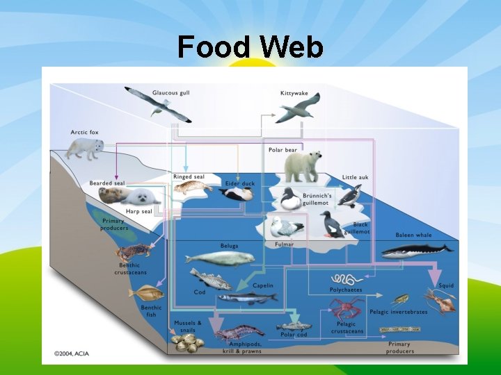 Food Web 