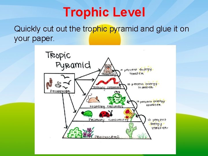 Trophic Level Quickly cut out the trophic pyramid and glue it on your paper.