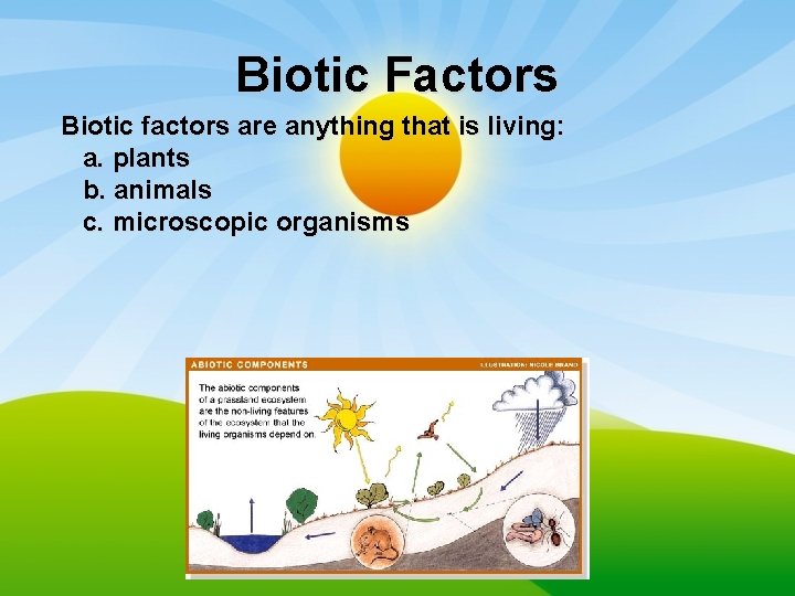 Biotic Factors Biotic factors are anything that is living: a. plants b. animals c.