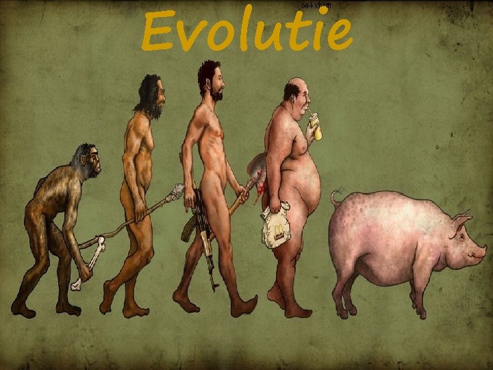 Evolutie 