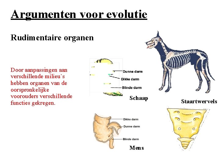 Argumenten voor evolutie Rudimentaire organen Door aanpassingen aan verschillende milieu`s hebben organen van de