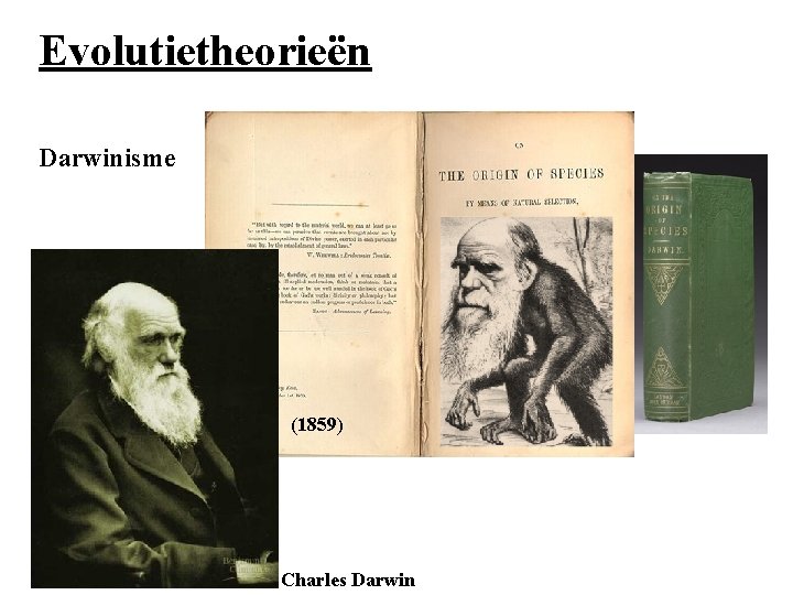 Evolutietheorieën Darwinisme (1859) Charles Darwin 