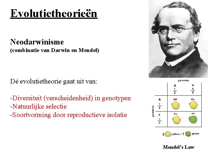 Evolutietheorieën Neodarwinisme (combinatie van Darwin en Mendel) Dé evolutietheorie gaat uit van: -Diversiteit (verscheidenheid)