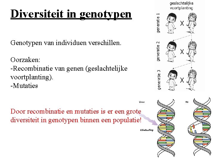 Diversiteit in genotypen Genotypen van individuen verschillen. Oorzaken: -Recombinatie van genen (geslachtelijke voortplanting). -Mutaties
