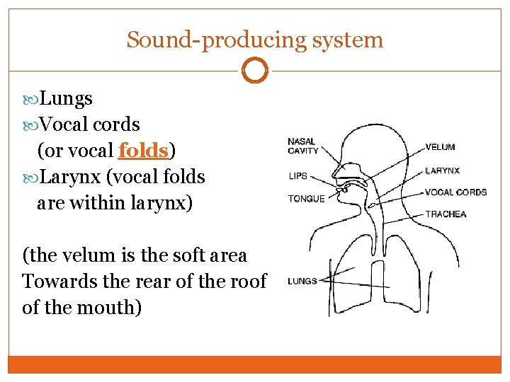 Sound-producing system Lungs Vocal cords (or vocal folds) Larynx (vocal folds are within larynx) Sound-producing system Lungs Vocal cords (or vocal folds) Larynx (vocal folds are within larynx)