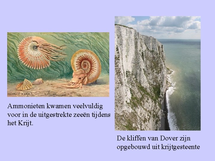 Ammonieten kwamen veelvuldig voor in de uitgestrekte zeeën tijdens het Krijt. De kliffen van