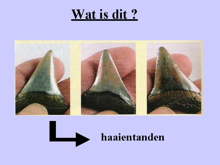 Wat is dit ? haaientanden 