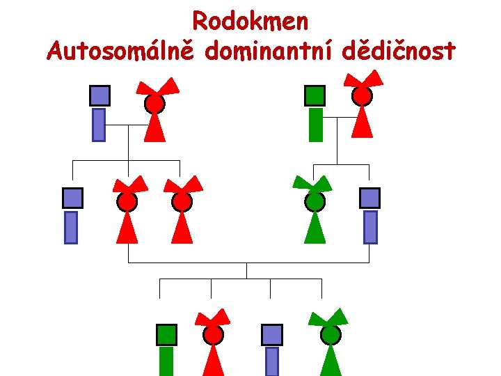 Rodokmen Autosomálně dominantní dědičnost 