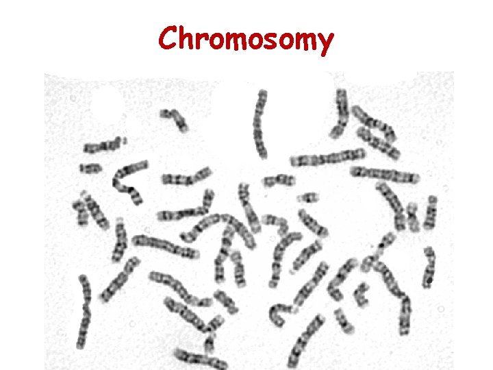 Chromosomy 