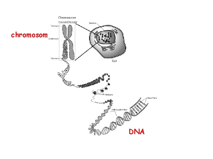 chromosom DNA 