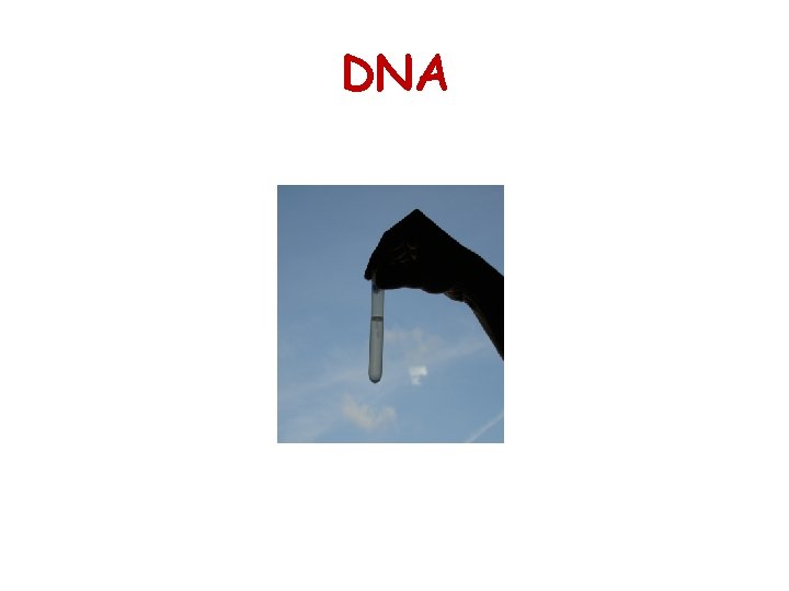 DNA 