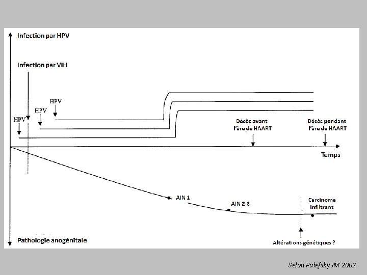 Selon Palefsky JM 2002 