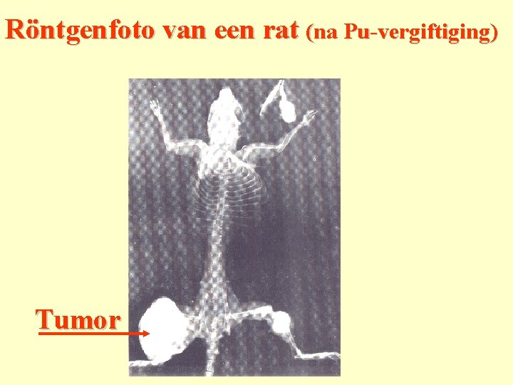 Röntgenfoto van een rat (na Pu-vergiftiging) Tumor 