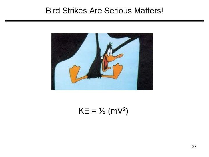 Bird Strikes Are Serious Matters! KE = ½ (m. V 2) 37 