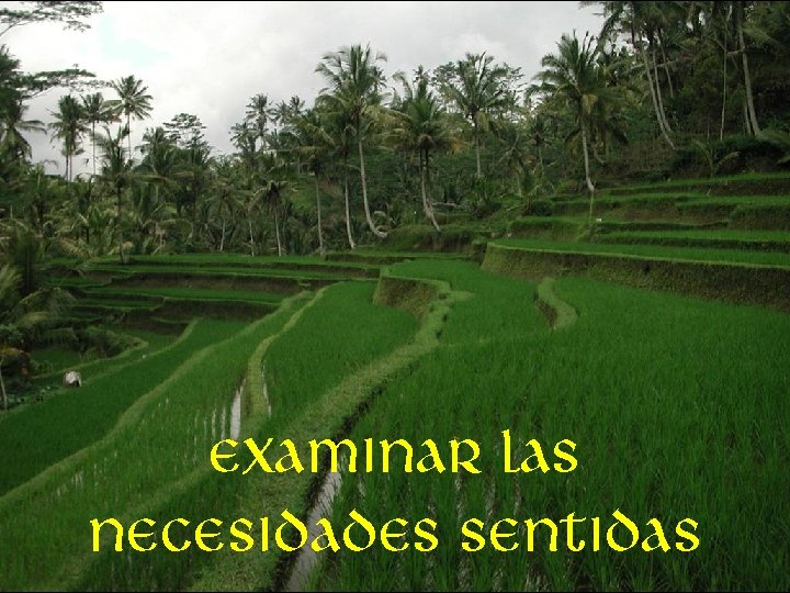 Examinar las necesidades sentidas 