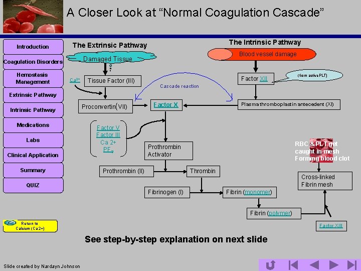 A Closer Look at “Normal Coagulation Cascade” Introduction Blood vessel damage Damaged Tissue Coagulation