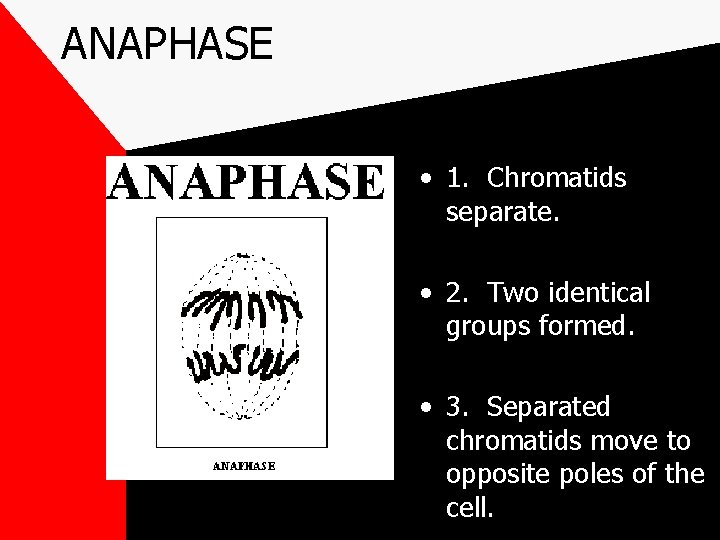 ANAPHASE • 1. Chromatids separate. • 2. Two identical groups formed. • 3. Separated