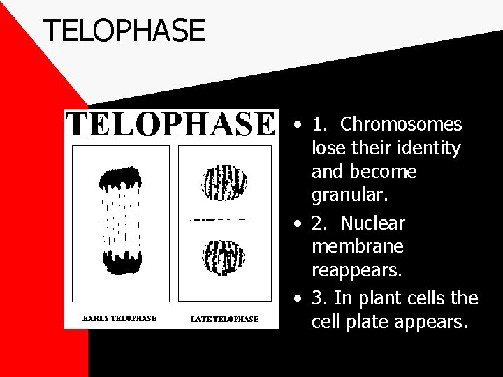 TELOPHASE • 1. Chromosomes lose their identity and become granular. • 2. Nuclear membrane