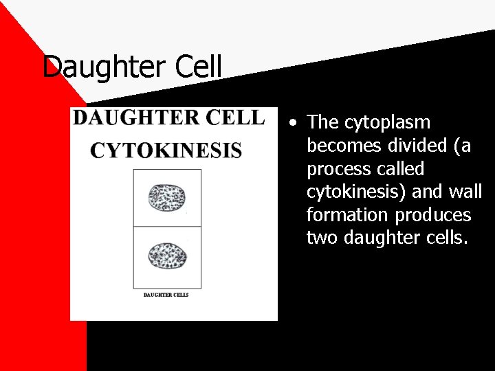 Daughter Cell • The cytoplasm becomes divided (a process called cytokinesis) and wall formation