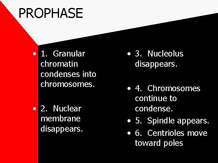 PROPHASE • 1. Granular chromatin condenses into chromosomes. • 2. Nuclear membrane disappears. •