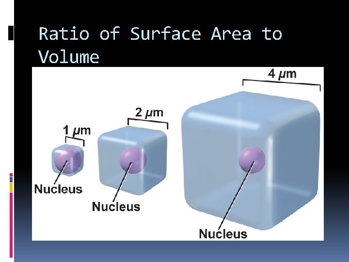 Ratio of Surface Area to Volume 