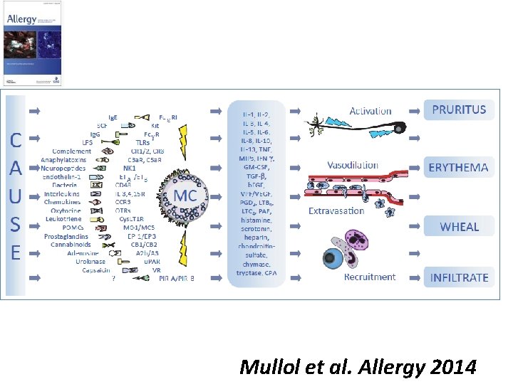 Mullol et al. Allergy 2014 
