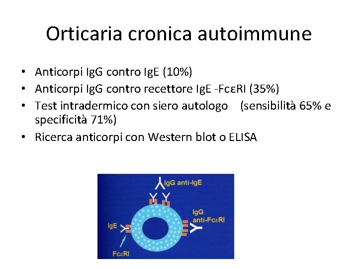 Orticaria cronica autoimmune • Anticorpi Ig. G contro Ig. E (10%) • Anticorpi Ig.