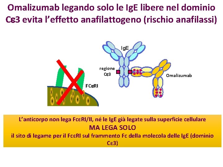 Omalizumab legando solo le Ig. E libere nel dominio C 3 evita l’effetto anafilattogeno